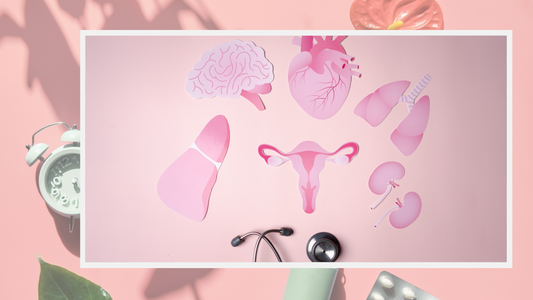 Estrobolome Explained: How Gut Bacteria Influence Estrogen Balance